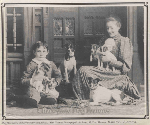 310 Fox Terriers Canada 1890